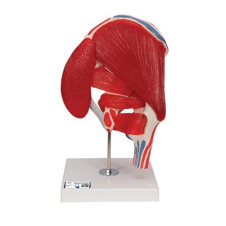 3B SCIENTIFIC Hip joint, 7 part - w/ 3B Smart Anatomy 1000177